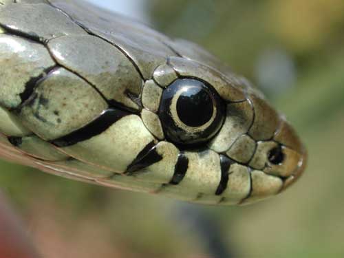 photos/wildlife/Reptile_Species/Grass_Snake/snake 5.jpg